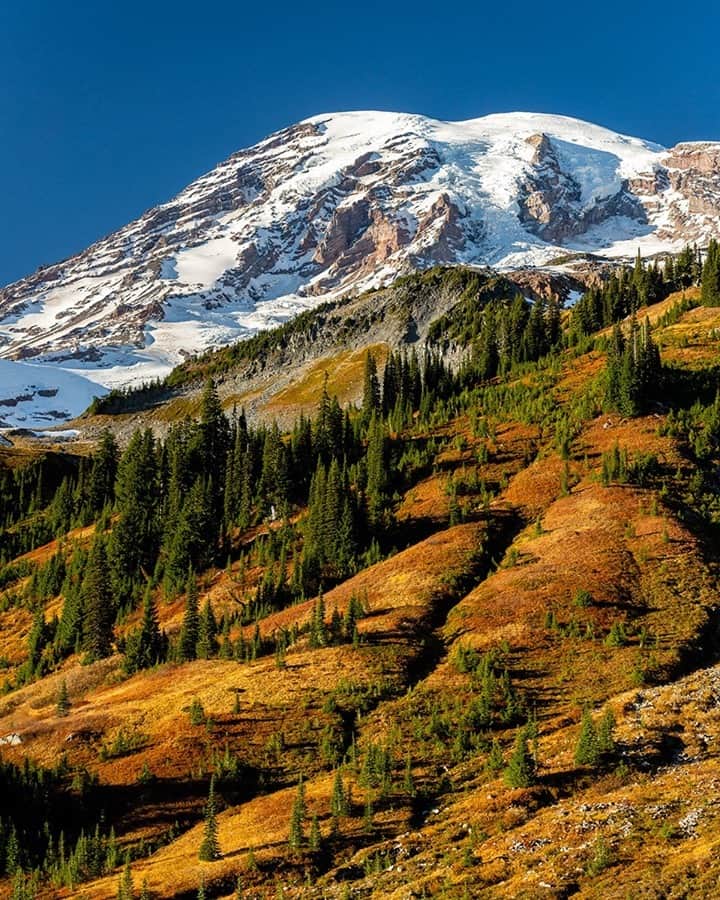 National Geographic Travelさんのインスタグラム写真 - (National Geographic TravelInstagram)「Photo by @stephen_matera / Mount Rainier is seen on a rare sunny autumn day. At over 14,000 feet (4,267 meters), the vertical rise is large enough that Mount Rainier is often shrouded in clouds, even on an otherwise sunny day. Clear days like this are unusual in the fall and winter. Follow me @stephen_matera for more images like this from Mount Rainier National Park and around the world. #volcano #nationalpark #glacier」12月7日 0時37分 - natgeotravel