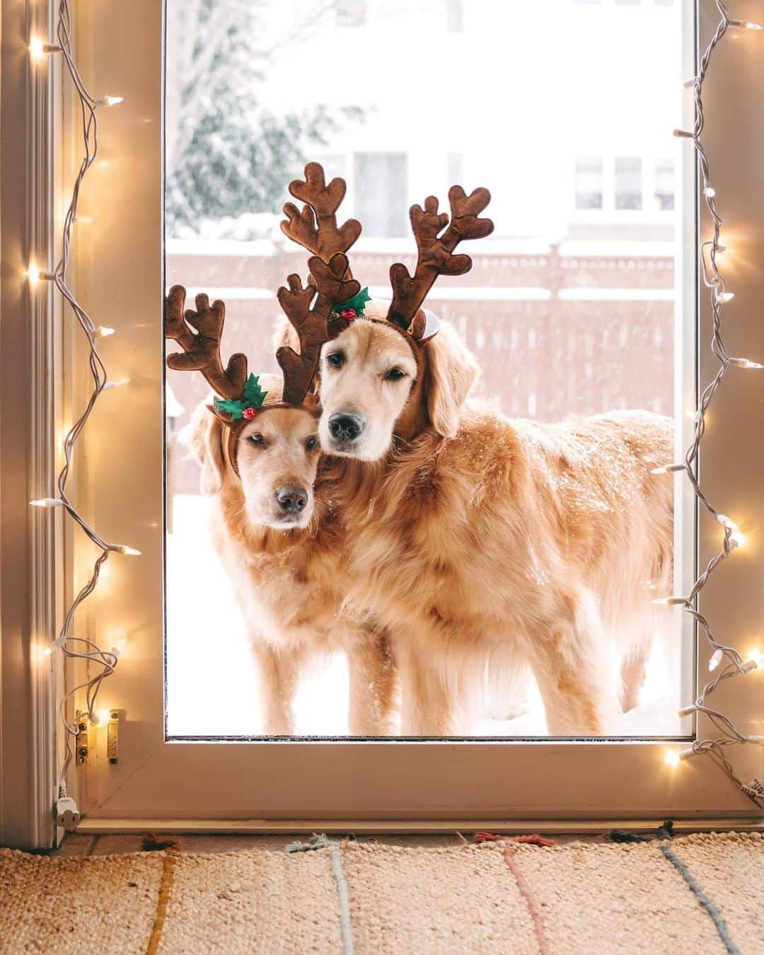 8crapさんのインスタグラム写真 - (8crapInstagram)「You have been blessed by these rare golden reindeers, now boop for good luck 👆 - 📷 @lizzie.bear - #barked #dog #doggo #GoldenRetriever #GoldenRetrievers」12月7日 1時00分 - barked