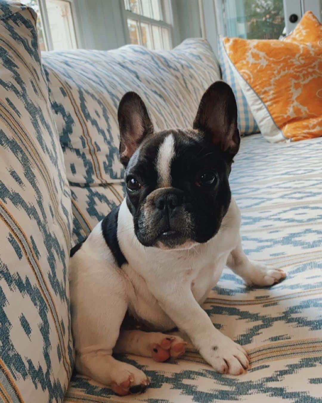 リース・ウィザースプーンのインスタグラム：「Monthly Minnie Pearl update: Minnie loves watching #TheCrown, chewing the hallway rug 🤦🏼‍♀️ and is starting to find her bark... FYI it’s little and cute just like her 🤪」