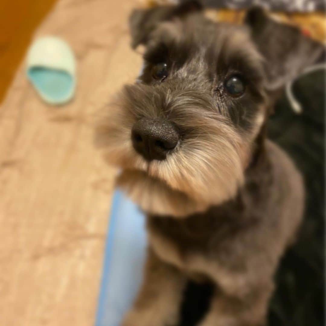 のインスタグラム：「トリミングしてきたぁ❤ おかえり🐶」