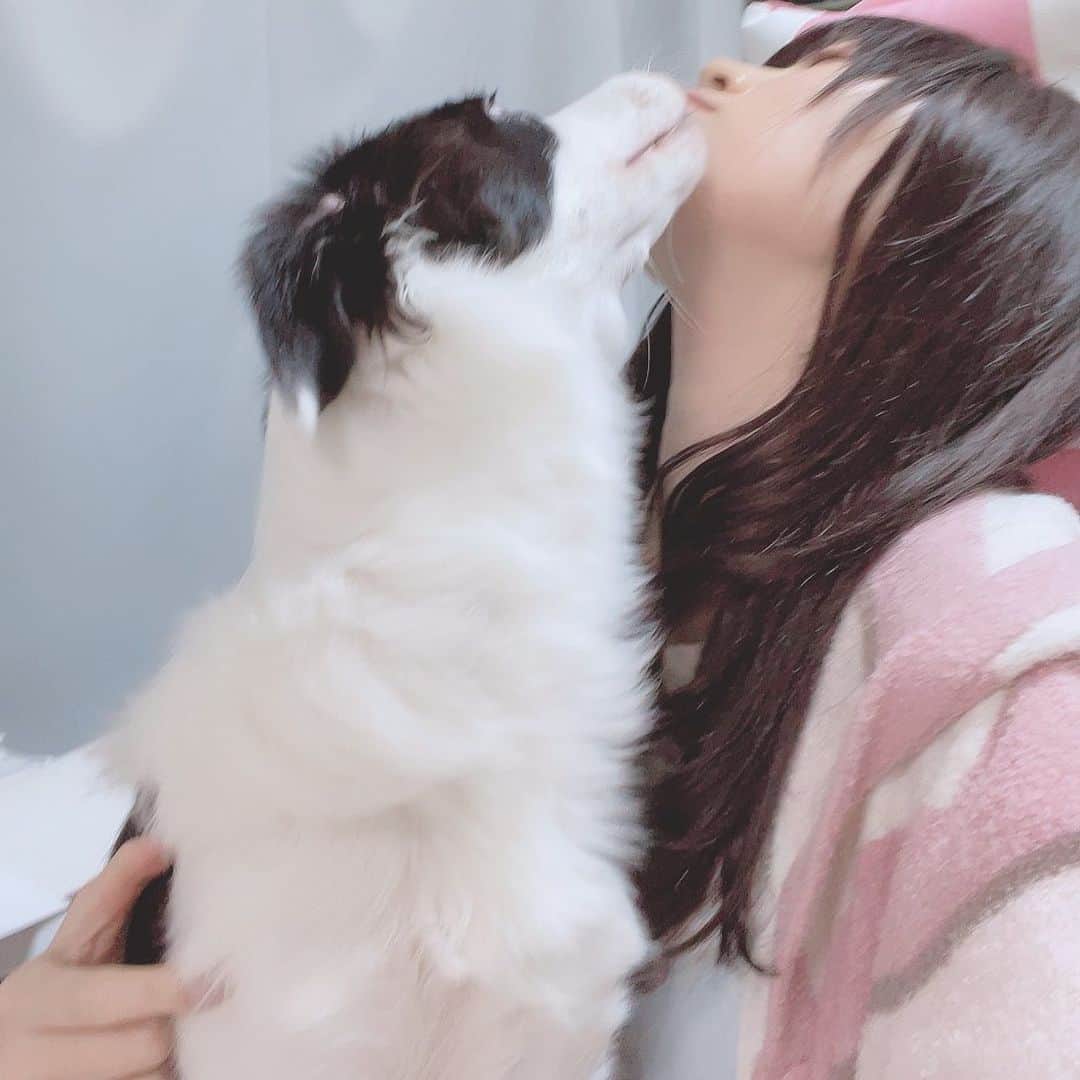 環奈（長沢菜々香の飼い犬）のインスタグラム：「ぺろん  #ボーダーコリー#犬#dogstagram #dog #いぬすたぐらむ #いぬすた」