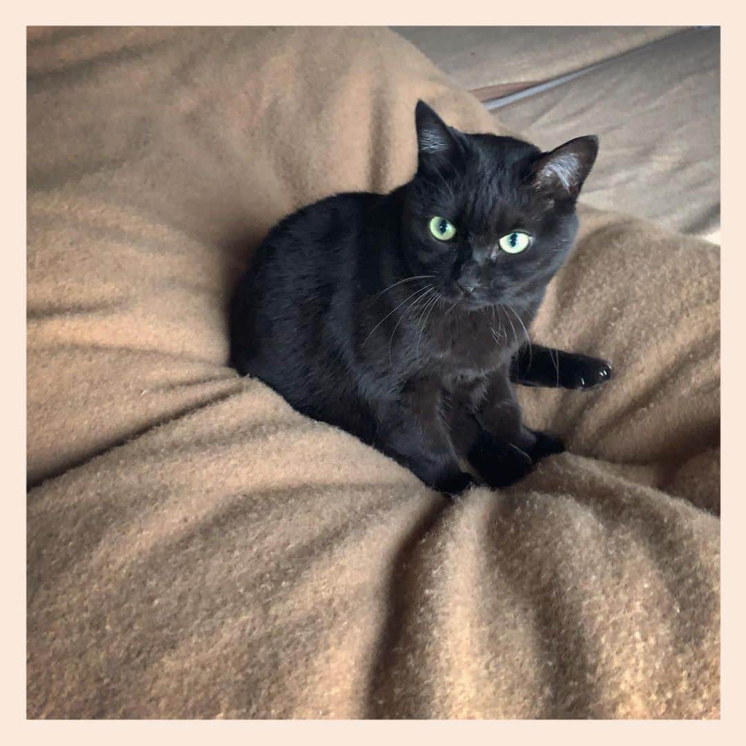 パンといっぴきのインスタグラム：「#元野良猫 #黒猫 #blackcat」