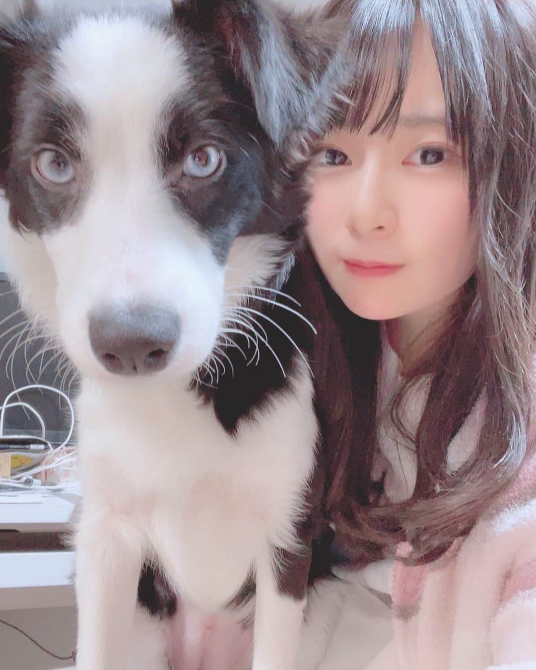 環奈（長沢菜々香の飼い犬）のインスタグラム：「大きくなったねえ〜  #ボーダーコリー#犬#dogstagram #dog #いぬすたぐらむ #いぬすた」