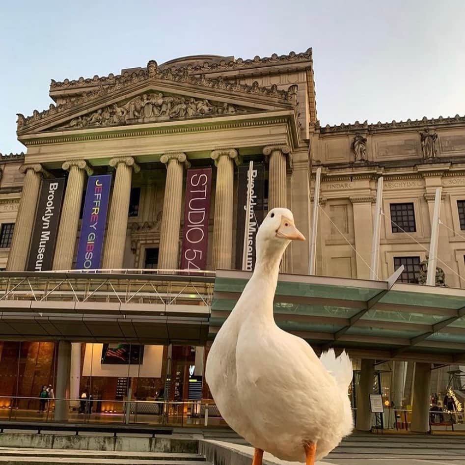 ブルックリン美術館さんのインスタグラム写真 - (ブルックリン美術館Instagram)「BKM + Wrinkle the Duck = ❤️❤️❤️ It really doesn’t get much cuter than this! We love seeing #mybkm pets more than you know. If you and your little buddy happen to pass by the Brooklyn Museum this week, tag us! You might end up on our feed like these adorable cuties @seducktive @emilyleopold @puppyinbrooklyn @hellacutebella_ @margo_martindog @letsboogiedood @jimmychewcockapoo @ratemyprofessordotcom @adventureswithice」12月7日 2時37分 - brooklynmuseum