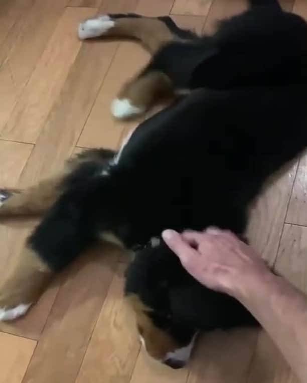 のインスタグラム：「"Definitely not ticklish at all." — @the_mooseking  #dogsofinstagram」