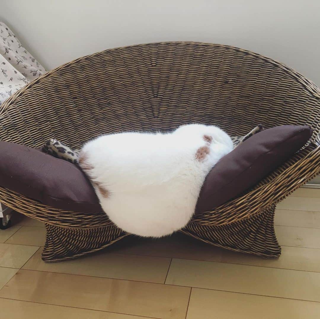 ありす & まりあのインスタグラム：「Happy Monday 💤 おちそうでおちにゃい。」