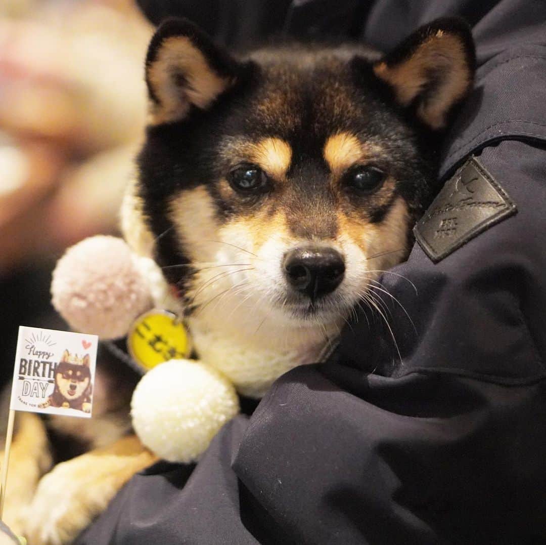 黒豆柴こむぎのグルメインスタ