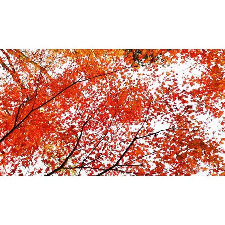 木村拓也のインスタグラム：「. 上を向いて歩いていたら 紅葉🍁がまだ綺麗なところもありました〜  #毎日100枚」