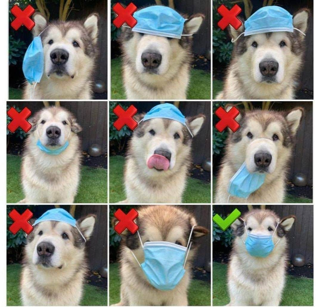 8crapさんのインスタグラム写真 - (8crapInstagram)「A frenly reminder from the good boi of how to wear the mask pawperly - 📷 @lifewithmalamutes - #barked #dog #doggo #Malamute」12月7日 5時00分 - barked