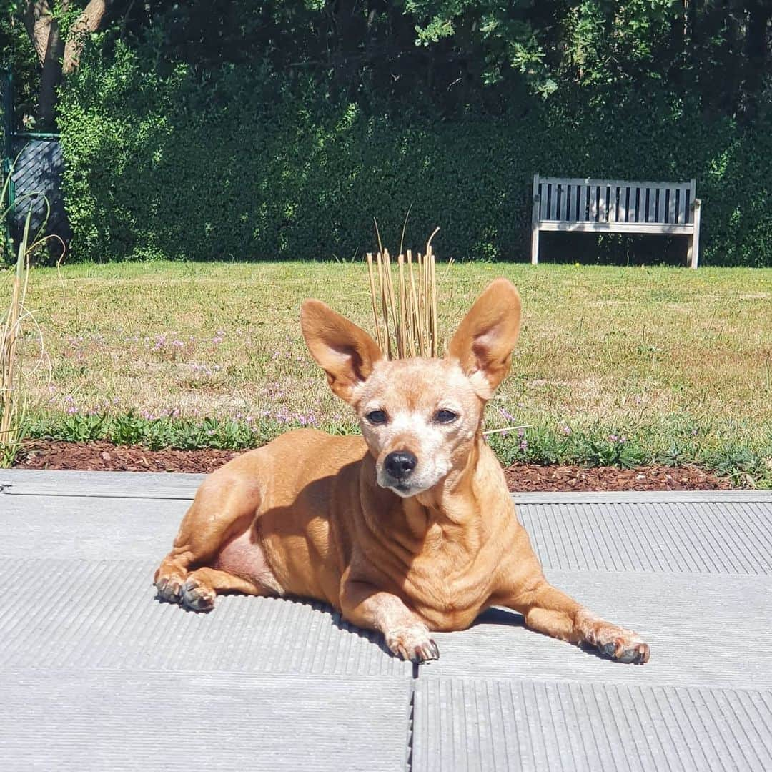 キルステン・フリプケンスさんのインスタグラム写真 - (キルステン・フリプケンスInstagram)「14 years today! 🐶 ❤ 14 years of unconditional love, friendship, cuddles and loyalty.. (ok yeah and also 14 years of 💩) Chillin' with me during jetlags, sad when I'm packing my bags, super excited each time I come back home. You are not just a dog but so much more. You are part of the family. Happy birthday legend. Woof you ❤ 🐾🦴  Ps : last picture was made after COVID-19 vaccination 🤔🤷‍♀️」12月7日 5時53分 - kirstenflipkens