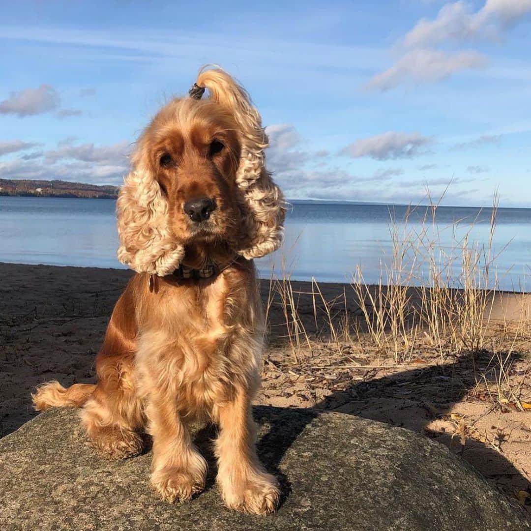 I N S T A B R A I Dのインスタグラム：「Getting my daily dose of hair inspiration from none other than the hair queen herself, @pollythecocker 🤩🐶」