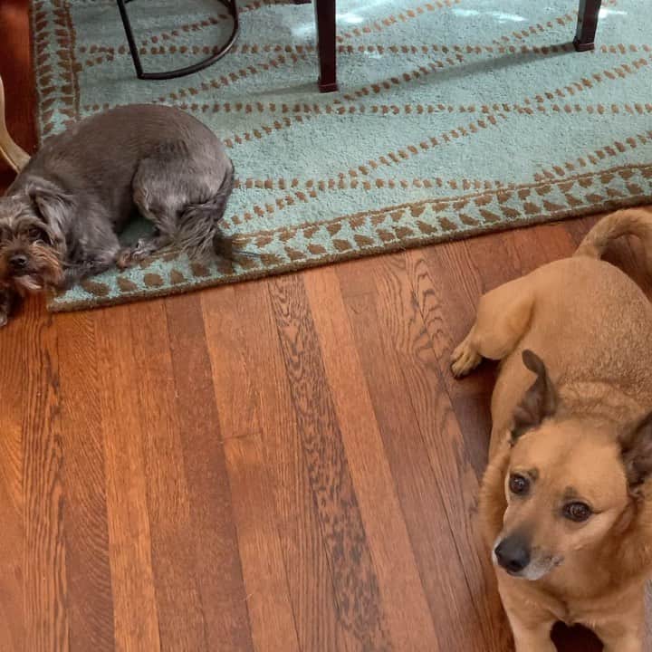 レスリー・フェラのインスタグラム：「I had a busy week, but taking time to get caught up with the amazing prompts from #Ingrids21DoC. This was the Day 2 prompt: Sing a favorite song to a house plant or a furry friend. Ben and Jedi might’ve been perplexed at first, but eventually they surrendered to the loving vibrations and even sat to enjoy it. 😂 Especially during these times, it’s so important to stay creative. Happy creating!!  . . . #thepowerofsong #dogisgodspelledbackwards #staycreative #silentnight #holynight」
