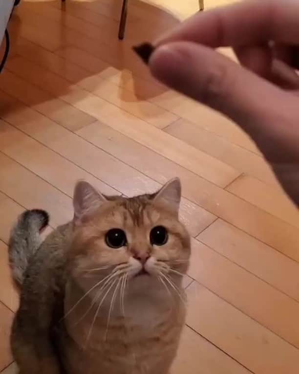 Aww Clubのインスタグラム