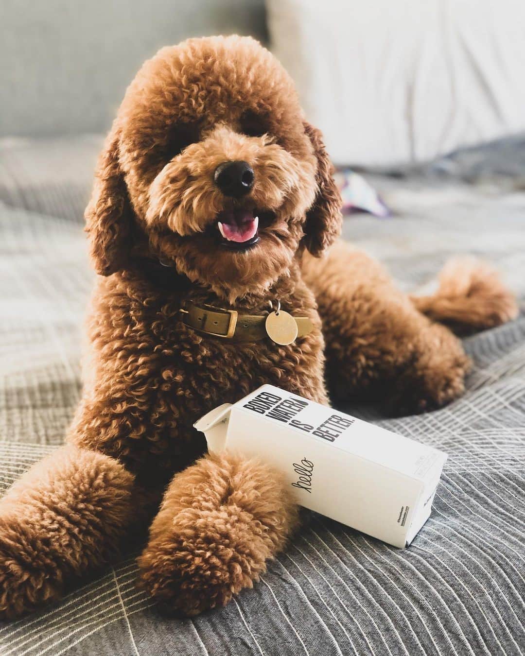 BoxedWaterさんのインスタグラム写真 - (BoxedWaterInstagram)「Paws everything you're doing right now! This pair is just amazing overload! 🐶 📷: @maggiecapisciolto」12月7日 6時00分 - boxedwater
