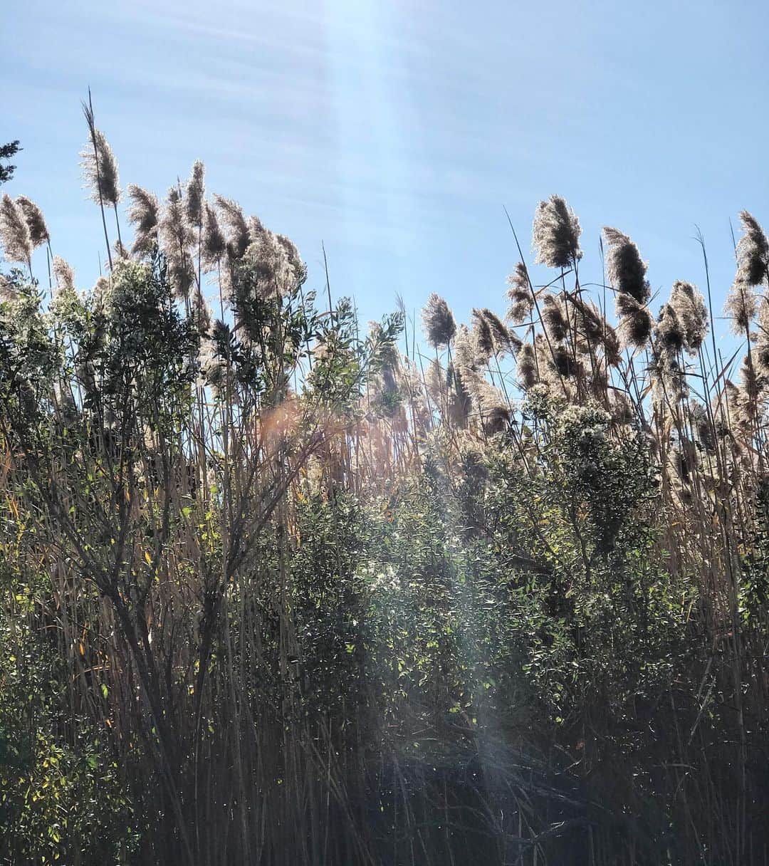 リア・ミシェルのインスタグラム：「Beautiful Sunday 🌾」