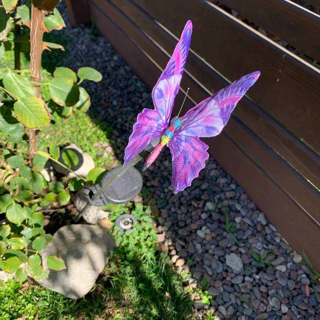 レスリー・フェラさんのインスタグラム写真 - (レスリー・フェラInstagram)「Day 3 Prompt - Photograph 4 purple things 💜!! The first is the gorgeous heliotrope in our butterfly garden and a butterfly decided to visit for the picture. The second is our blooming Mexican sage. The third is a butterfly light in our garden (thanks to @emma.perryman 😘). And the fourth is a Christmas ornament for our new tree 🌲. Happy creating!! . . . #Ingrids21DoC #Day3Prompt #staycreative #purplethings #beautyisallaroundus」12月7日 6時18分 - mslesleyfera