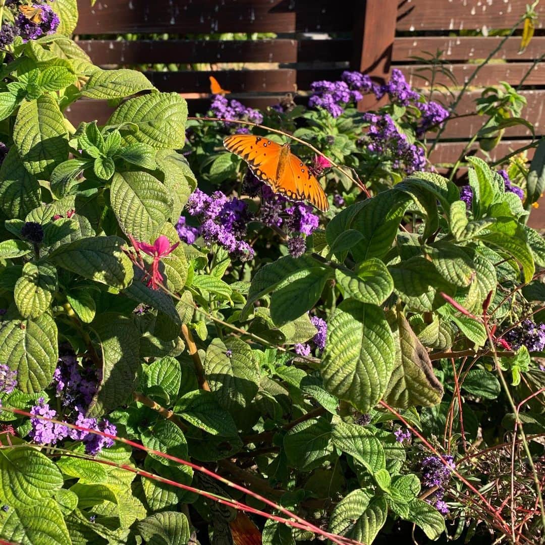 レスリー・フェラのインスタグラム：「Day 3 Prompt - Photograph 4 purple things 💜!! The first is the gorgeous heliotrope in our butterfly garden and a butterfly decided to visit for the picture. The second is our blooming Mexican sage. The third is a butterfly light in our garden (thanks to @emma.perryman 😘). And the fourth is a Christmas ornament for our new tree 🌲. Happy creating!! . . . #Ingrids21DoC #Day3Prompt #staycreative #purplethings #beautyisallaroundus」