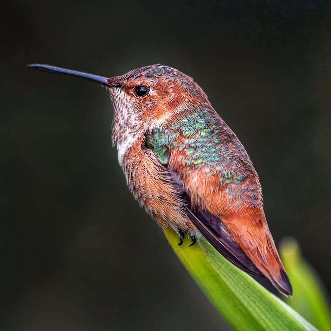 San Diego Zooさんのインスタグラム写真 - (San Diego ZooInstagram)「So smol. So tiny. So many fun facts.  The average hummingbird eats half its weight in sugar every day.  Preying mantis sometimes prey on this teeny borbs.  Hummingbirds are the only birds that can fly backward.  The average hummingbird needs a meal every 15 minutes. Who can relate?  Their name refers to the humming sound made by their tiny, beating wings, and each species creates a different humming sound, depending on the speed of its sick wing beats.  #Hummingbirds #BirbsOfInstagram #HumAlongIfYouDontKnowTheWords #SanDiegoZoo 📷 Helene Hoffman」12月7日 6時40分 - sandiegozoo