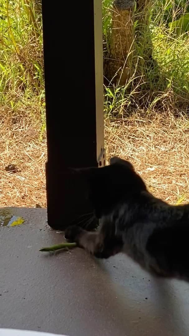 祐真キキのインスタグラム：「観覧注意 ハンティング成功  Jiji hunts a gecko...🦎  Hunting training🙏  #cathunting #blackcat #catlife #wildcat #catnature #cat #黒猫#猫の狩#猫好き #あ #でも #犬好き」