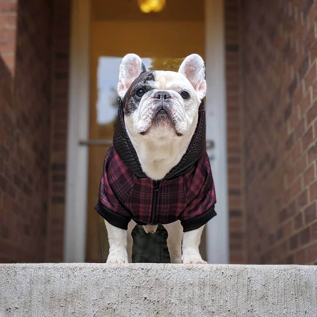 Manny The Frenchieさんのインスタグラム写真 - (Manny The FrenchieInstagram)「Alright, I came outside...do I really need to go for a walk?! 🙄 #lazydog Hoodie: @frenchie_bulldog」12月7日 7時15分 - manny_the_frenchie