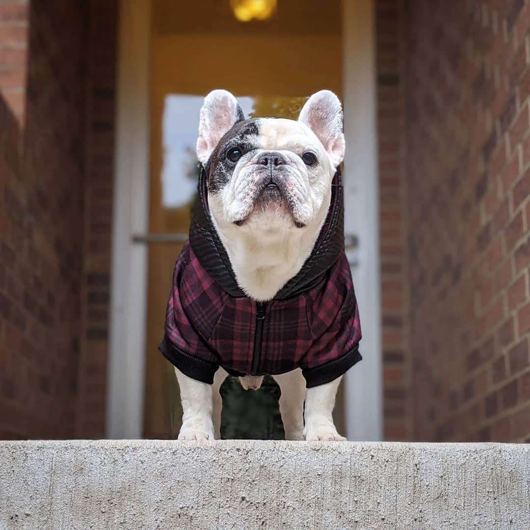 Manny The Frenchieのインスタグラム：「Alright, I came outside...do I really need to go for a walk?! 🙄 #lazydog Hoodie: @frenchie_bulldog」