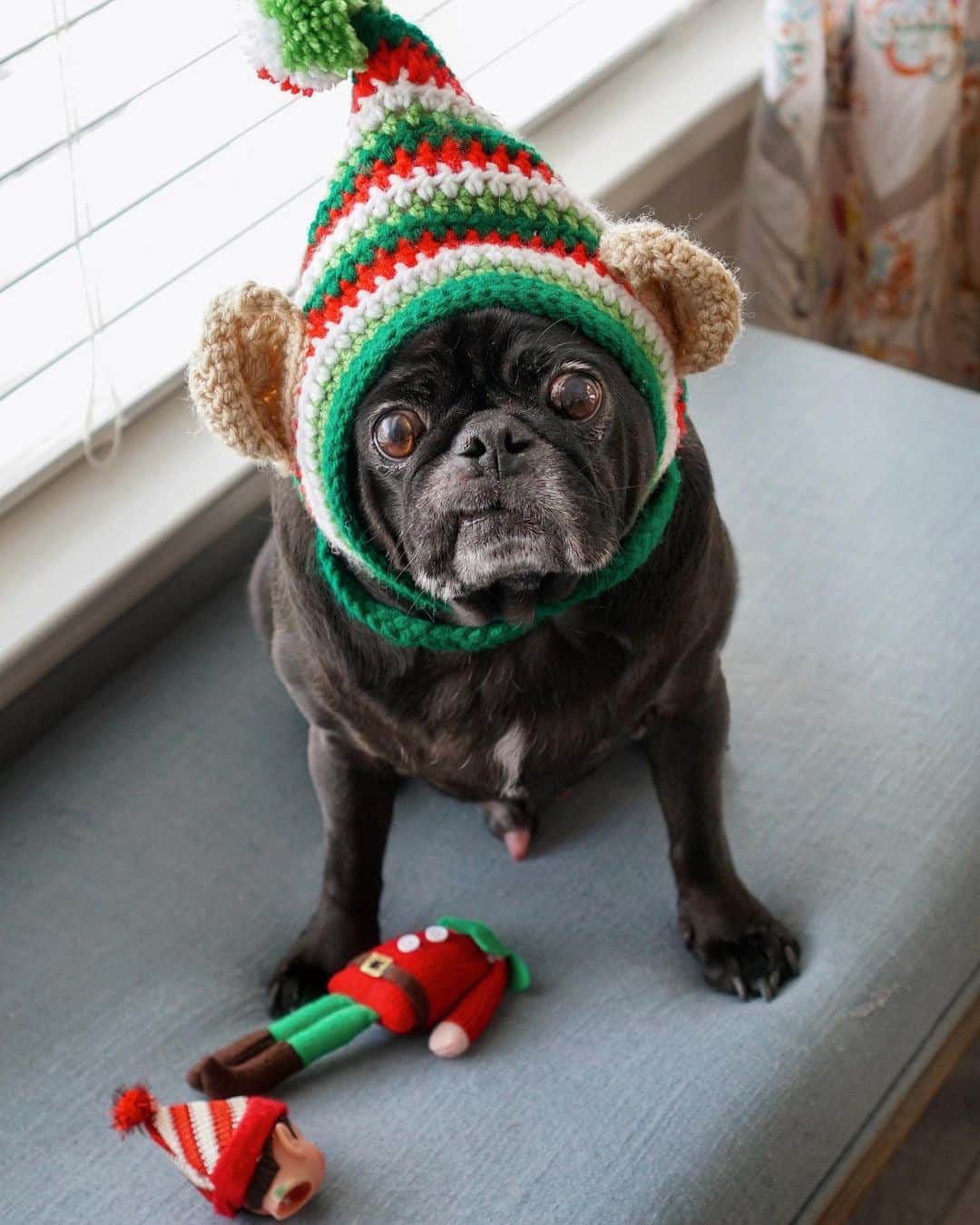 ロッコのインスタグラム：「Whoopsie! #PugOnTheShelf . . . #elfontheshelf #ohmyweldon #pug #puglife #pugstagram #pugsofinstagram #dogsofinstagram #weeklyfluff #theweekoninstagram #austindogs #dogsofbark #teampixel #atx #buzzfeedanimals #speakpug」