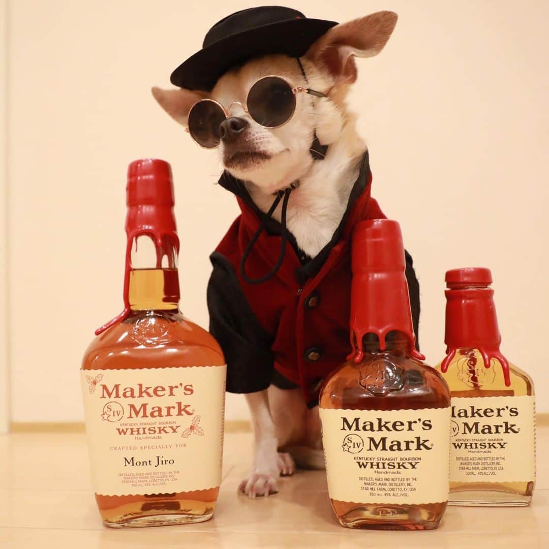 紋次郎さんのインスタグラム写真 - (紋次郎Instagram)「Maker’s Mark montjiro edition🥃  #dog#dogstagram#instadog#chihuahua#barkbox#mydogiscutest#buzzfeed#dog_features#fluffypack#barkpack#dogsofinstaworld#dogsofinstagram#犬#チワワ#手作り#handmade#着物#fashion#紋次郎一家#チーム茶#ふわもこ部#igersjp#peco犬部#dogsofinstagram#dogfashion #WPE2020フォトグランプリ#makersmark #whisky  @suntorywhisky @makersmark」12月7日 7時19分 - montjiro