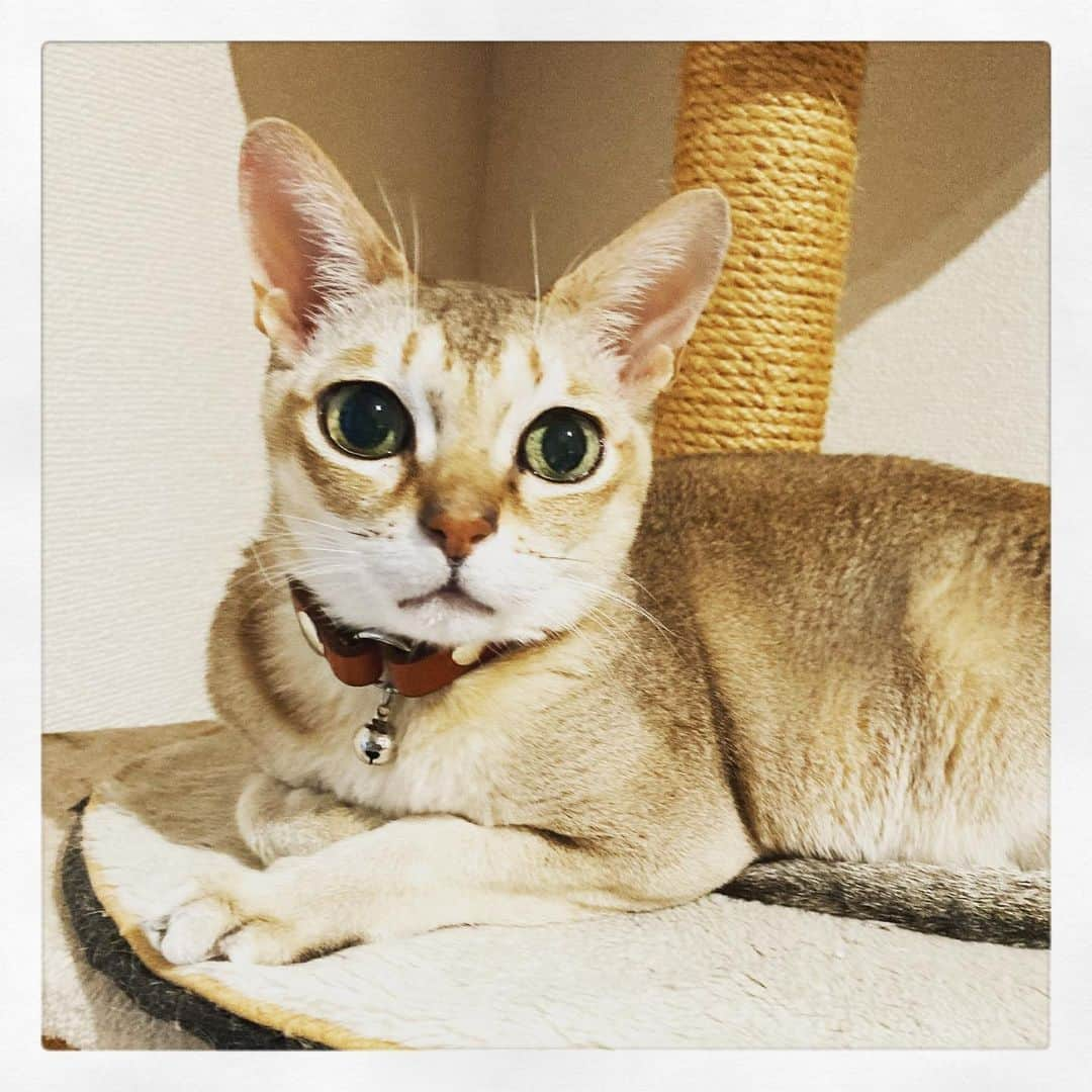 古谷恵さんのインスタグラム写真 - (古谷恵Instagram)「アイラブユー😍  #cat#猫#singapuracat#シンガプーラ#大豆」12月7日 7時37分 - megumifuruya