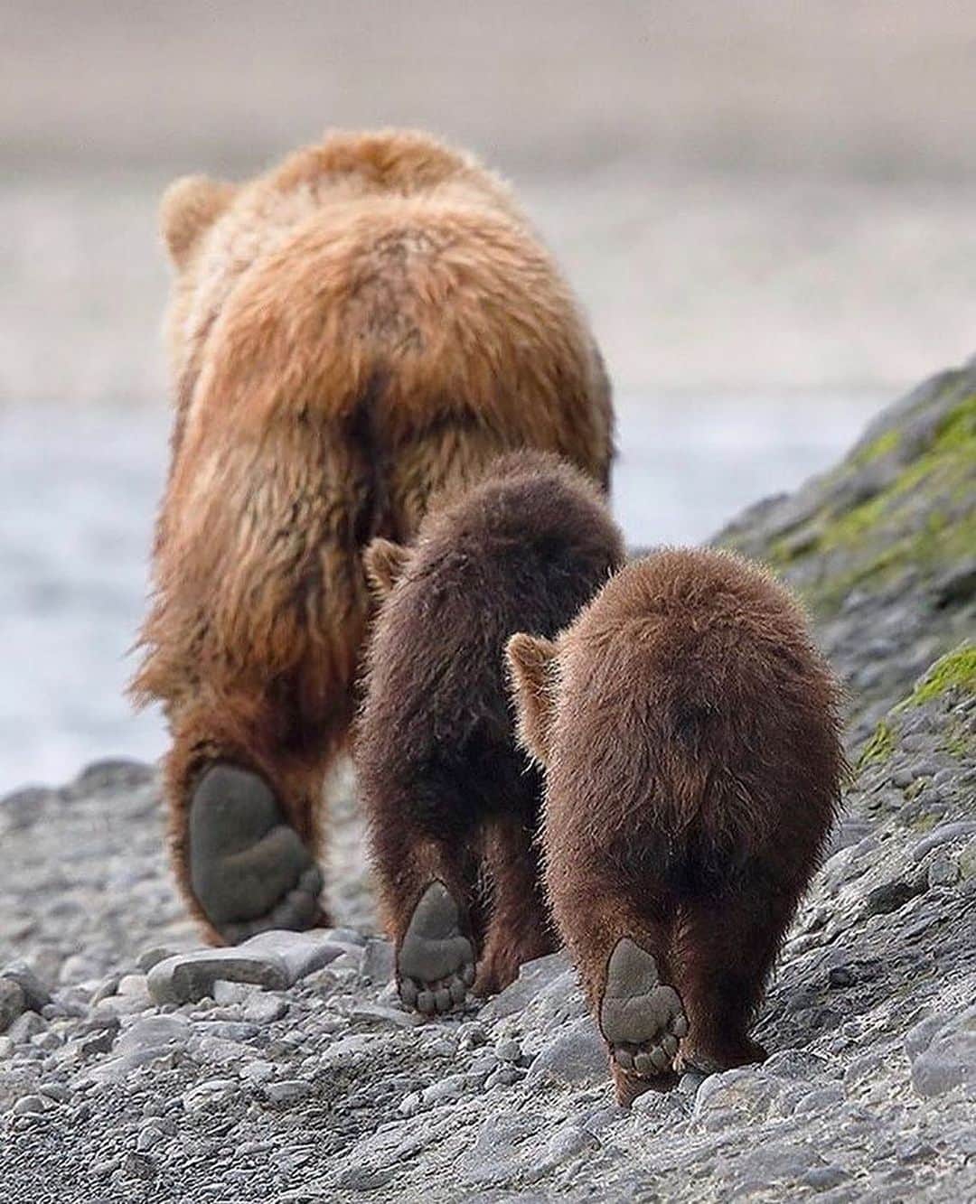 Canon Photographyさんのインスタグラム写真 - (Canon PhotographyInstagram)「It runs in the family 🐻  Photography // @tetontrailphotography Curated by @steffeneisenacher  #alaska #wildlifephotography #wildlife #grizzly #brownbear」12月7日 8時04分 - cpcollectives