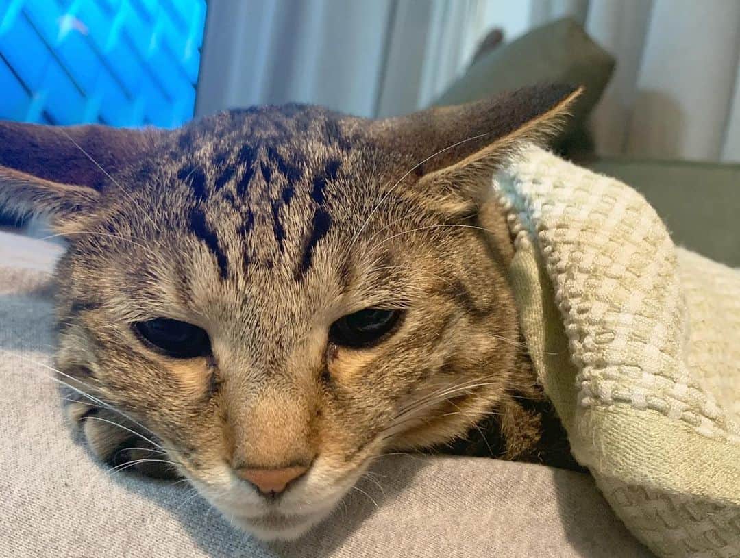柳ゆり菜さんのインスタグラム写真 - (柳ゆり菜Instagram)「冬のお猫様、可愛さの破壊力すごいです。🐈 足の上で寝るのがお好きなようで。  #家猫 #キジトラ」12月7日 8時09分 - yurinayanagi__