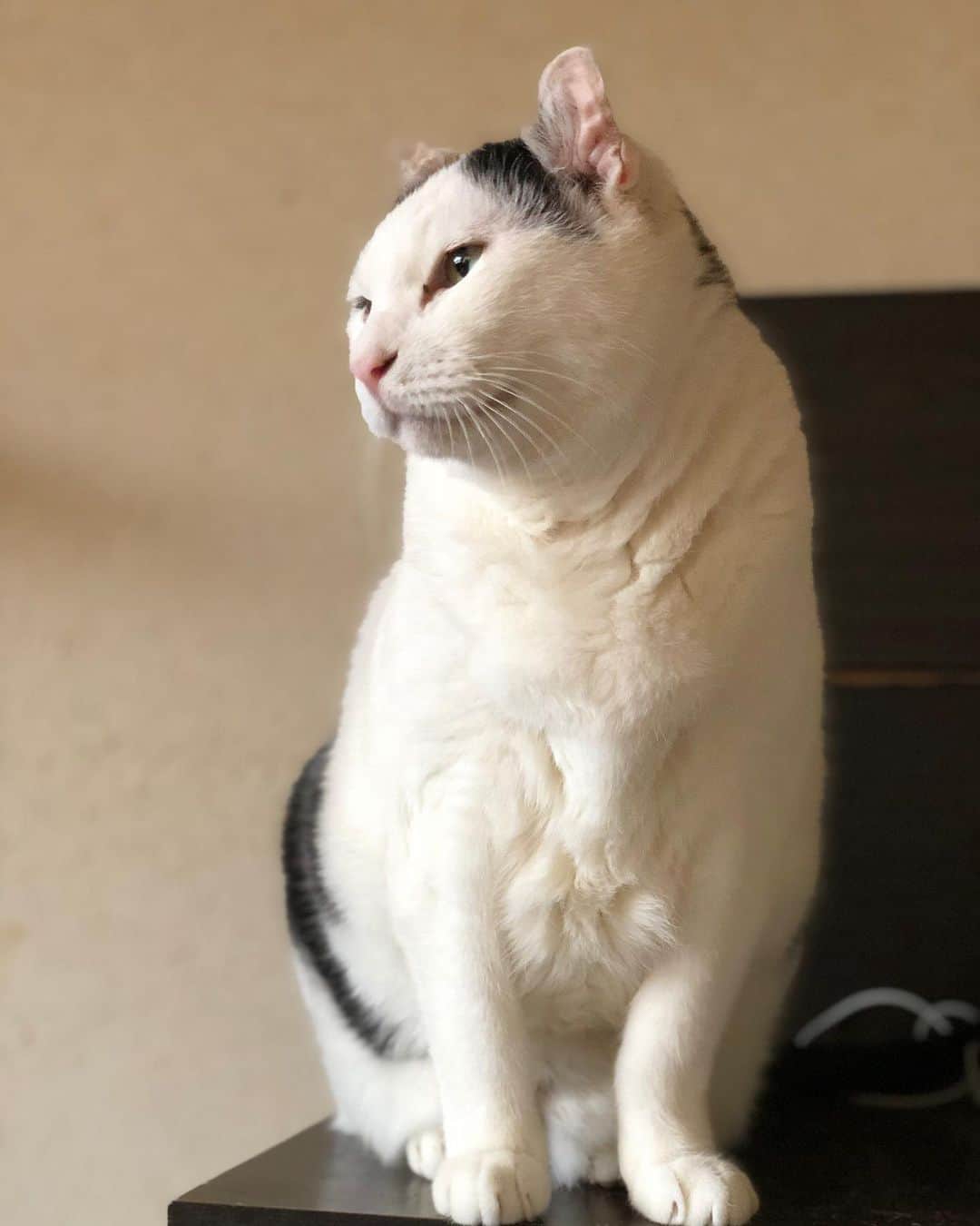 のインスタグラム：「ああ。もちろんだ。ドウゾ敷いてくれ給へ。」