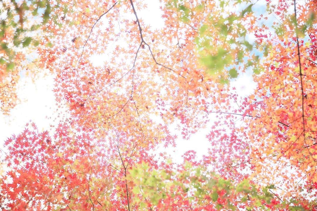 kiccyomuのインスタグラム：「☁️ 2020.12.07 Mon 京都の #紅葉 🍁 嵐山の #常寂光寺 上は、色とりどりのモンジ🍁 見上げて撮ることが 多くなりました😊  今週も元気に🤗  location #京都 📷撮影 2020年11月21日」