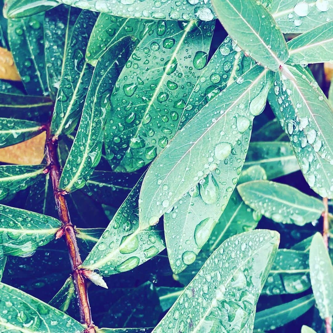 中野敬久さんのインスタグラム写真 - (中野敬久Instagram)「#raindrops #leaves #tranceparaense #hope #green」12月7日 8時29分 - hirohisanakano