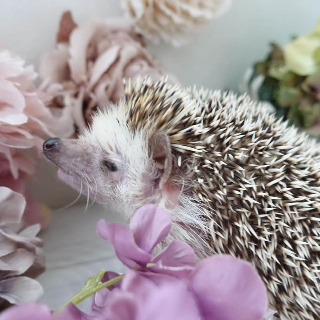 ラド&ティンクさんのインスタグラム写真 - (ラド&ティンクInstagram)「🌸💐　🦔  model ： Ocean  ハリネズミって、瞬きよくするから、可愛いってシャッター切っても2枚目みたいになること、よくあるよね💦 まるで、メイクのビフォーアフターみたいだよね🤣 3枚目みたいに上向いてる顔も大好物❤️  今日も寒いけど、いい天気だね☀️  今週も頑張ろうね👍  #おーしゃん #はりねずみ #ハリネズミ #針鼠 #igersjp #pecotv #hedgehog #hedgie」12月7日 8時33分 - rado_pompon