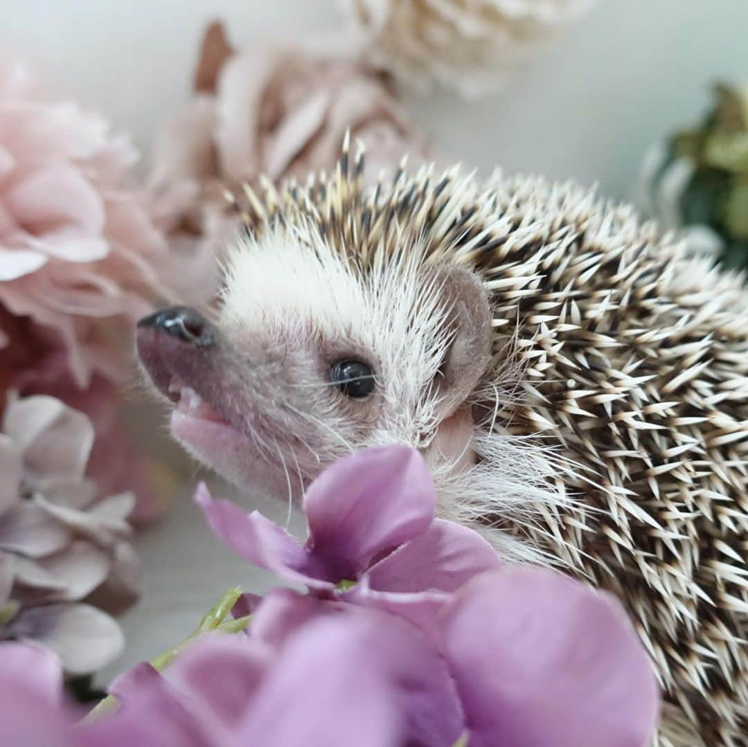 ラド&ティンクさんのインスタグラム写真 - (ラド&ティンクInstagram)「🌸💐　🦔  model ： Ocean  ハリネズミって、瞬きよくするから、可愛いってシャッター切っても2枚目みたいになること、よくあるよね💦 まるで、メイクのビフォーアフターみたいだよね🤣 3枚目みたいに上向いてる顔も大好物❤️  今日も寒いけど、いい天気だね☀️  今週も頑張ろうね👍  #おーしゃん #はりねずみ #ハリネズミ #針鼠 #igersjp #pecotv #hedgehog #hedgie」12月7日 8時33分 - rado_pompon