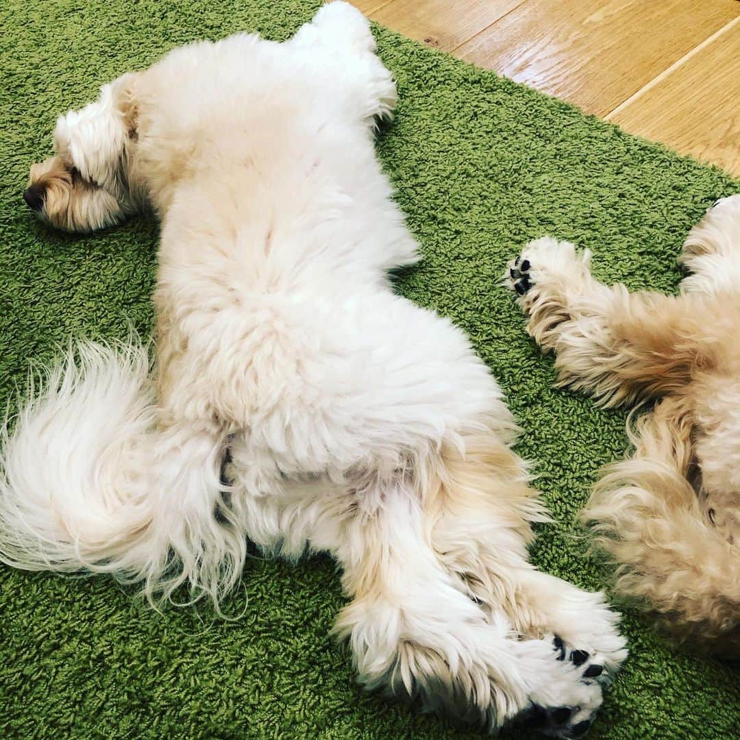 北山陽一のインスタグラム：「これは、うちの、座ると猫背になる犬の寝姿です。#きたやまおもち （友情出演 #きたやまおかき ）」