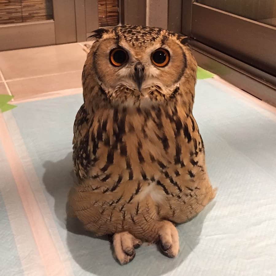 GEN3 Owlのインスタグラム：「僕でよければ相談に乗るよ？ I will listen to you. #owl #owlgaru #フクロウ」