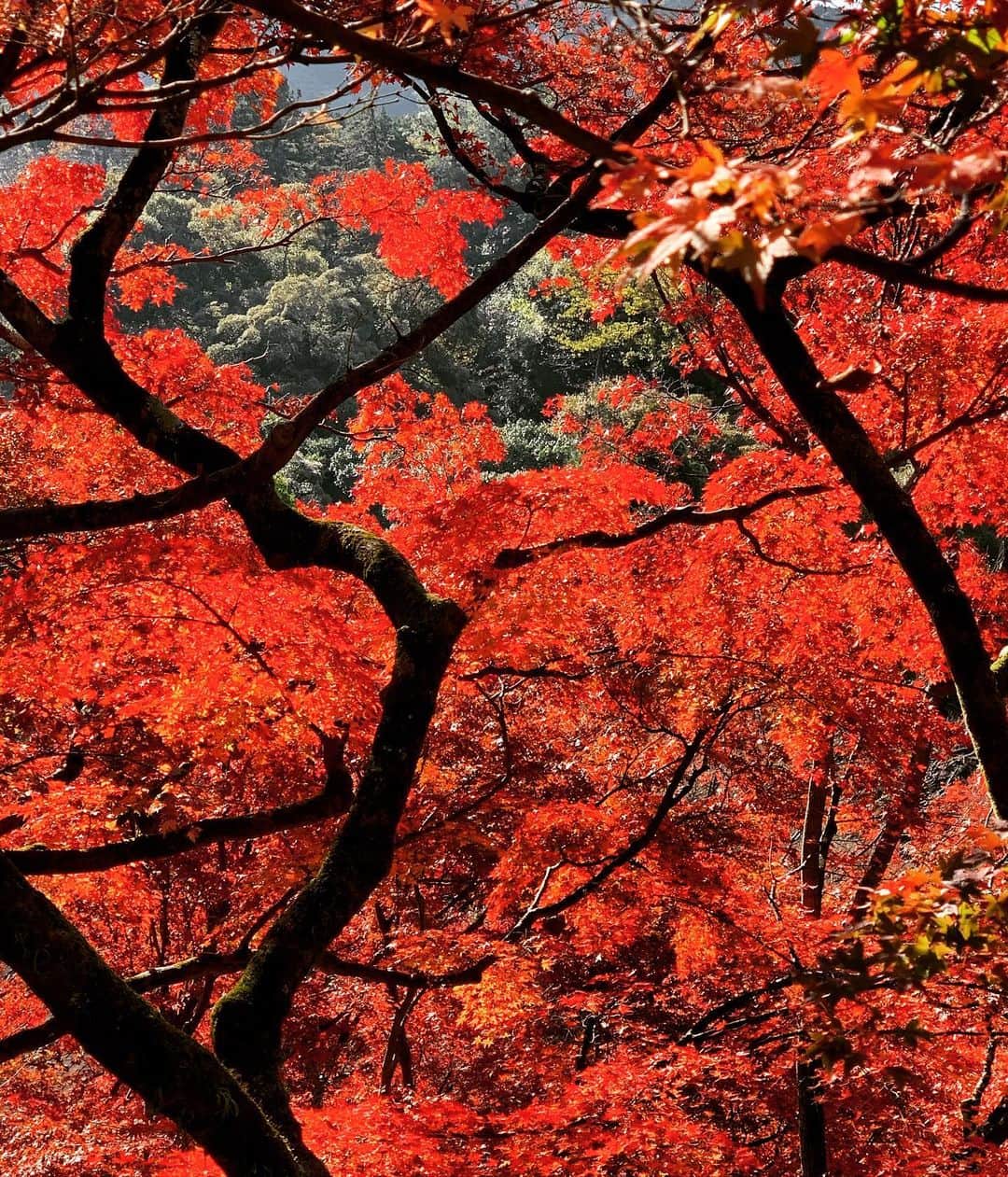相澤樹さんのインスタグラム写真 - (相澤樹Instagram)「真っ赤な秋が残っていました。12月の京都はセンチメンタルで大好きです。 心の休憩場所です。」12月7日 9時25分 - mikitiaizawa