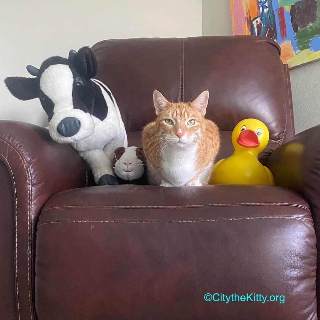 City the Kittyのインスタグラム：「High level, top secret meeting with my advisers. 🐾  #crowded #highlevel #topsecret」
