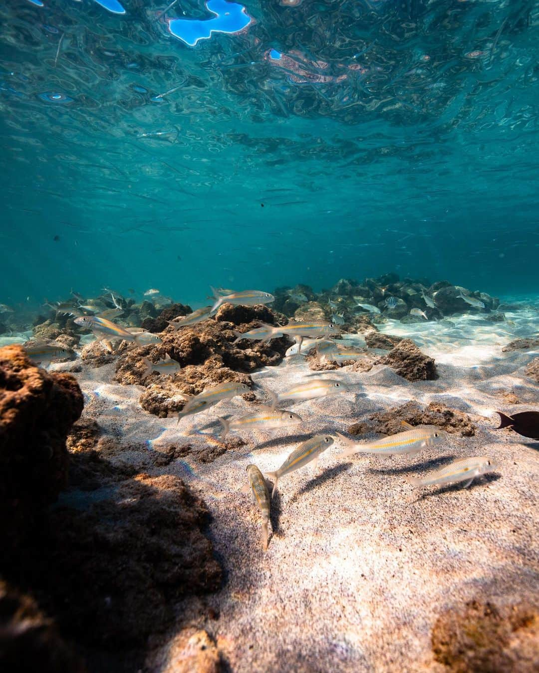 And Youさんのインスタグラム写真 - (And YouInstagram)「Underwater landscapes are always so unique!  . . . . .  #sealife #staysalty #underwaterphotography #water_of_our_world #padi #madeofocean #adventureculture #saveouroceans #offshore #saltlife #staysalty #sealife #water_of_our_world #theglobewanderer #madeofocean #welivetoexplore #thewavecave #ic_water #livingonearth #offshore #hawaiian #hawaiiunchained #hawaiilife #nakedhawaii #hawaiistagram #hawaiitag #canonphotos #canoneos #canonrebel #canonphotographer」12月7日 9時34分 - dolphinsandyou