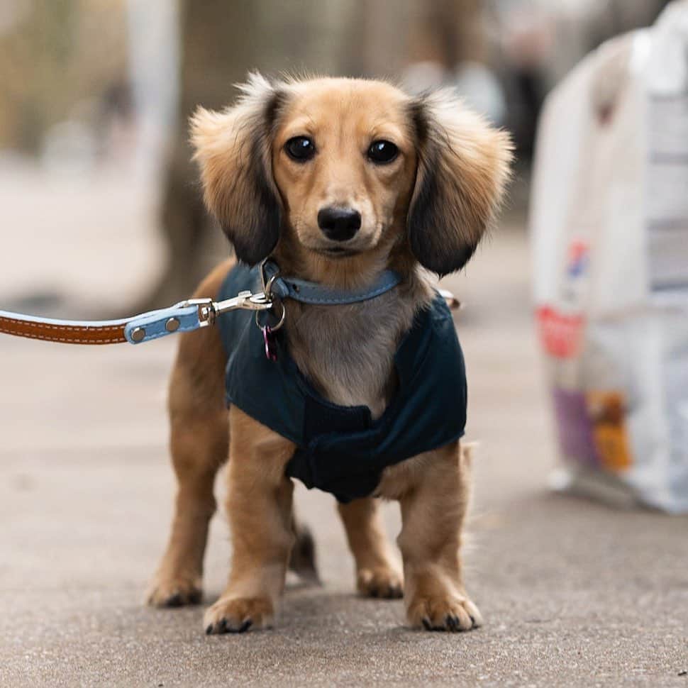 The Dogistさんのインスタグラム写真 - (The DogistInstagram)「Scooter, Dachshund (6 m/o), 77th & Riverside Dr., New York, NY • “She fears people and other dogs. She pees herself when we walk in.”」12月7日 10時13分 - thedogist