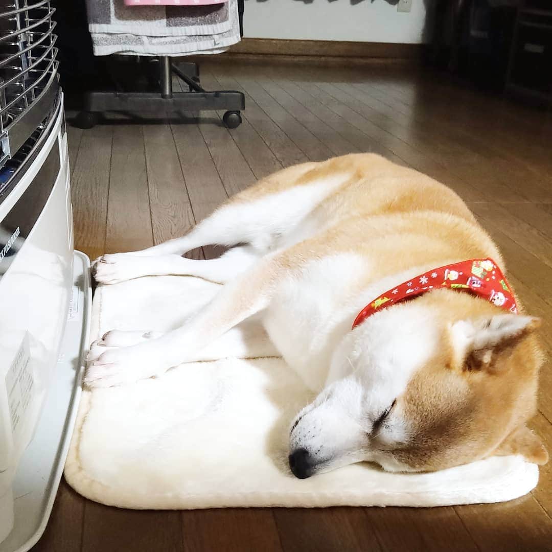 柴犬⭐️サスケのインスタグラム：「こんにちワン #ストー部 #ぴったり#熱くないのかい#燃えるよ#妬けちゃう#鼻乾燥するよ#柴北会 #柴犬#赤柴#犬ら部 #pecoいぬ部 #わんだフォ #いぬのいる暮らし #いぬのいる生活 #北海道#shibagram #shibastagram #🐶#レガリエ部」