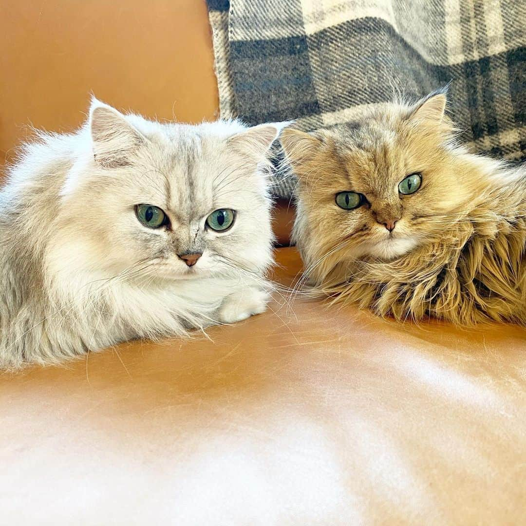 兄弟猫と私と夫の2トムのまいにちのインスタグラム