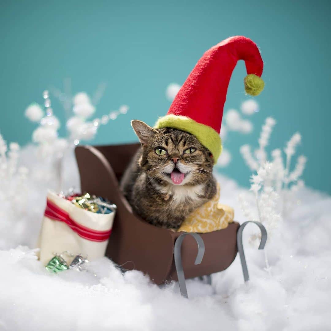 Lil BUBさんのインスタグラム写真 - (Lil BUBInstagram)「This is it, just a few hours left! BUB’s final sale before Christmas ends tonight at the link in our bio (www.lilbub.com/store)  20% OFF + your choice of free gift + every purchase benefits Lil BUB’s Big FUND for special needs pets.」12月7日 11時17分 - iamlilbub