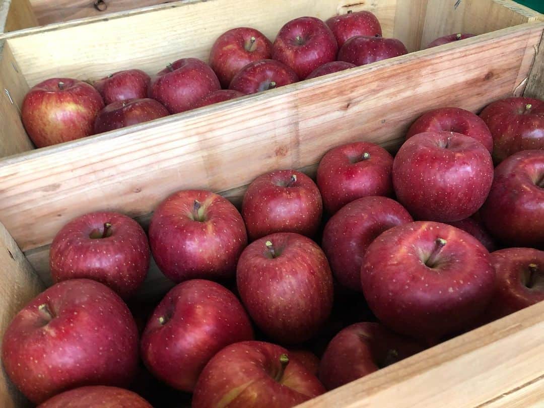 りんご娘さんのインスタグラム写真 - (りんご娘Instagram)「皆さんのところにりんごが届くまで色んな作業をしていくのですが、収穫後も大事な 選果という作業があります🍎 寒い場所で一日中作業する農家さんたちに改めて感謝しました。 この選果したりんごを皆さんへお届けします！！ ぜひご賞味ください😁  ▼動画 https://youtu.be/k4SdU_3m7b8  ▼ふじりんご販売 https://gsfr3.app.goo.gl/Yuixx5   #りんご　#弘前産りんご #ふじ　#りんごの王様 #Apple #りんご好き #選果 #農家 #農ガール #農業 #青森県 #弘前市 #りんご娘 #RINGOMUSUME」12月7日 11時10分 - _ringo.musume.com_