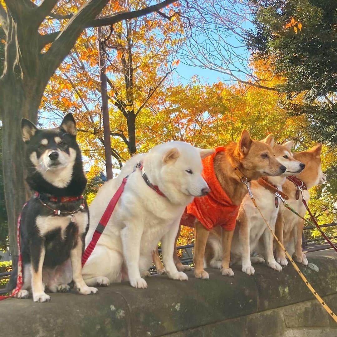 vo_coのインスタグラム：「🐾 今朝は森に散歩に行きました 平日にしてはあまりないレベルで柴犬だらけで下手なオフ会よりも集まっていたのでは…😂  帰りのいつものフォーメーション なんとなく並び位置が固定化されてきてる気が さて、この中で一番最初に脱落したのはどの子でしょう？ 正解は2枚目！ ＊ #shibastagram #instashiba #shiba #shibainu #黒柴 #柴犬」