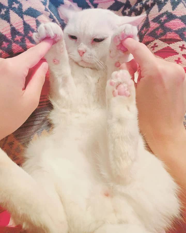 のインスタグラム：「おはようございます🐾 (愛猫ミロです)  #アメリカンショートヘア #クリームシェーデット #シェーデットクリーム #meow #instagramcats #catstagram #ilovemycat #cat #instacat #catsofinstagram #猫 #catlover #ねこ #にゃんすたぐらむ #ねこすたぐらむ #ネコ #猫のいる暮らし #にゃんこ #cats #猫好き #猫がいる生活 #猫との暮らし #猫大好き #ねこら部 #neko #ニャンスタグラム #🐈」