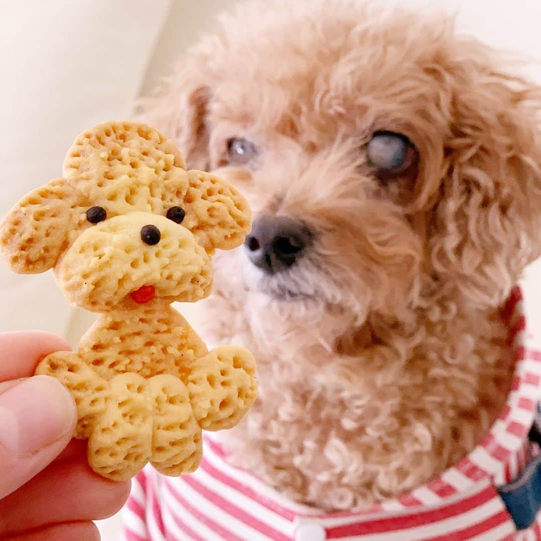 亀井京子（林京子）さんのインスタグラム写真 - (亀井京子（林京子）Instagram)「完全に遊ばれてる人。🐶笑  プードル🐩❌プードル🍪  #プードルクッキー#wp_deli_japan #snapdish#犬型クッキー#犬がいる生活 #犬がいる暮らし #犬好きな人と繋がりたい #トイプードル男の子 #トイプードル」12月7日 11時49分 - kyokokameiofficial