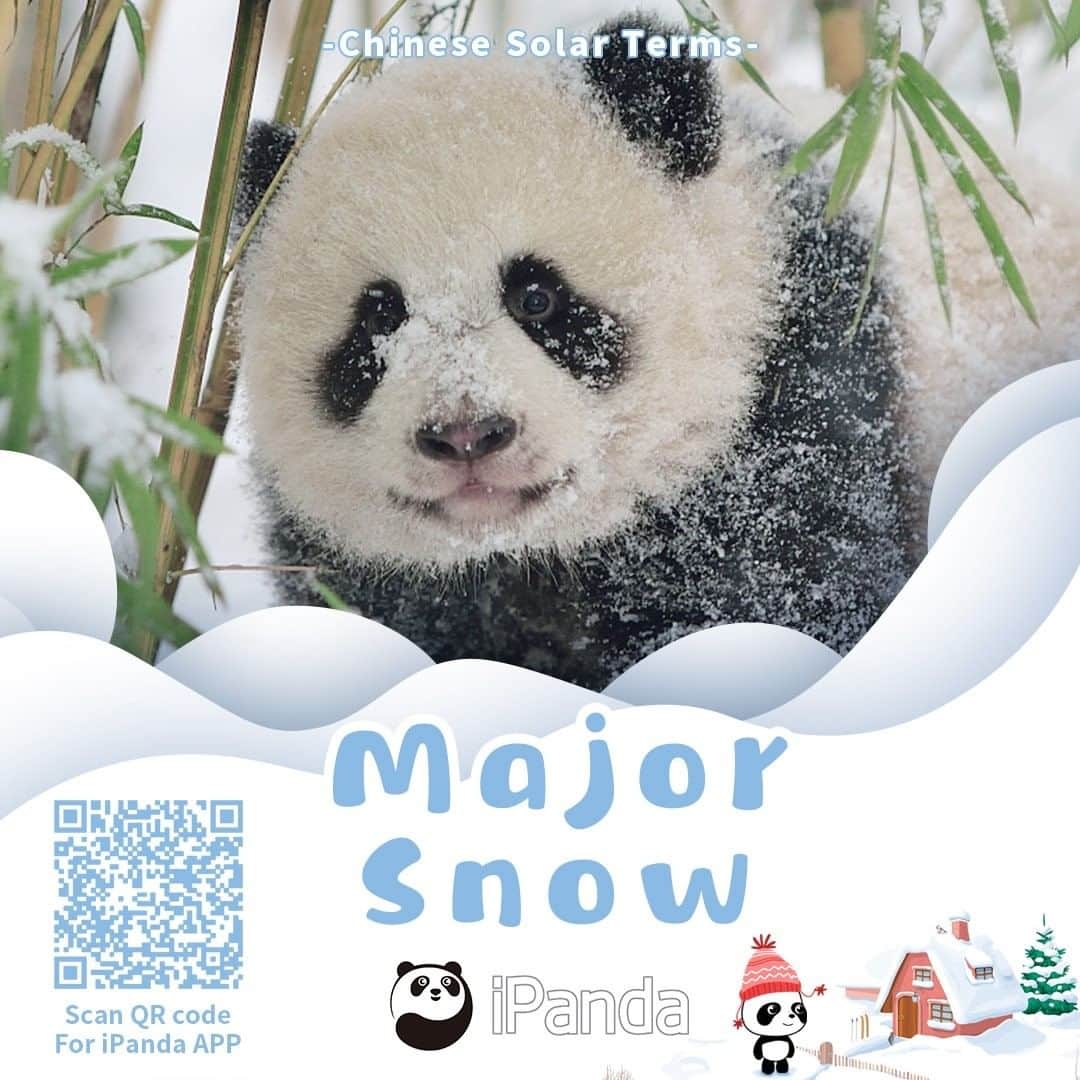 iPandaさんのインスタグラム写真 - (iPandaInstagram)「Major Snow is the 21st solar term of the year, indicating that the active cold current, falling temperature, and increasing precipitation is on its way. While having fun in the snow, don't forget to keep yourself warm with heavy coats and videos of our cute fluffy pandas! 🐼 🐼 🐼 #Panda #iPanda #Cute #ChineseCulture #PandaPic」12月7日 12時10分 - ipandachannel