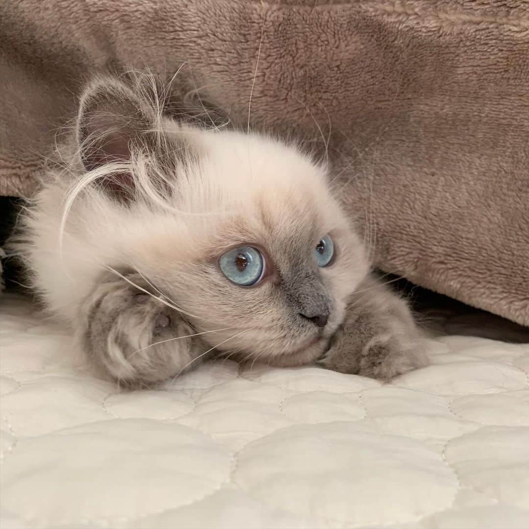 のんたのインスタグラム：「ぽるくんは我が家でいちばんこたつを愛している猫🐱 するするっと入ってすぐに顔だけぴょこっと出します☺️ ⑦ちょっと閲覧注意かも😅こんな目になるの初めて見た！」